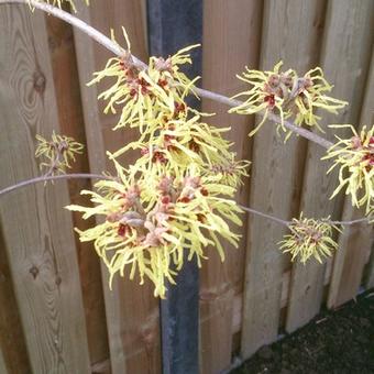 Hamamelis