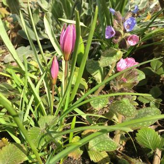 Tulipa pulchella var. violacea