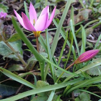 Tulipa pulchella var. violacea