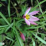 Tulipa pulchella var. violacea - Krokustulp