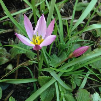 Tulipa pulchella var. violacea