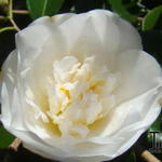 Camellia japonica 'Elegans Champagne' - Camelia