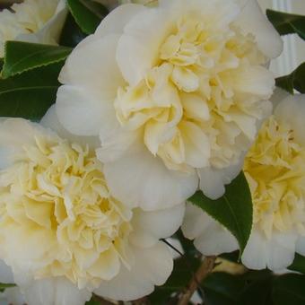 Camellia japonica 'Brushfield's Yellow'