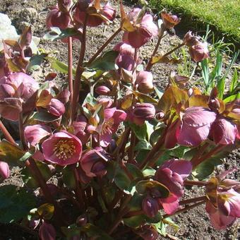 Helleborus 'Penny's Pink'