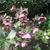 Helleborus 'Penny's Pink'