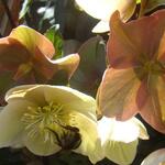 Helleborus x ballardiae HGC 'Merlin' - Nieskruid