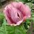 Papaver orientale  'Patty's Plum'