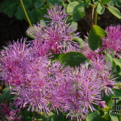 Ruit, akeleiruit - Thalictrum aquilegifolium 'Thundercloud'