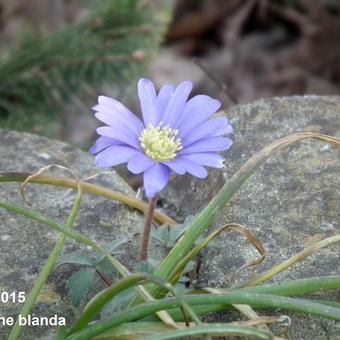 Anemone blanda