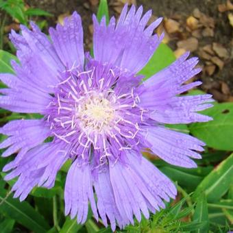 Stokesia laevis 'Purple Parasols'