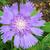 Stokesia laevis 'Purple Parasols'