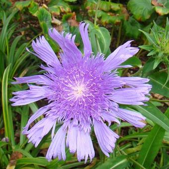 Stokesia laevis 'Purple Parasols'