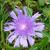 Stokesia laevis 'Purple Parasols'