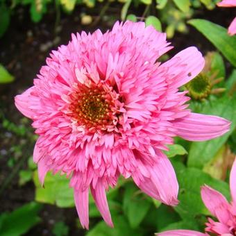 Echinacea purpurea 'Pink Double Delight'