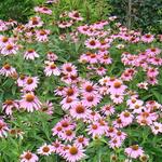 Echinacea purpurea 'Magnus' - Rode zonnehoed