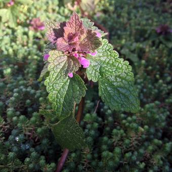 Lamium purpureum