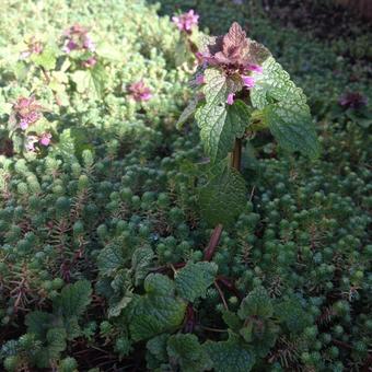 Lamium purpureum