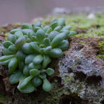 Rosularia rosulata - Rosularia rosulata