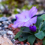 Primula allionii 'Praecox'  - Sleutelbloem