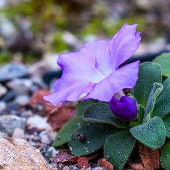 Primula allionii 'Praecox'