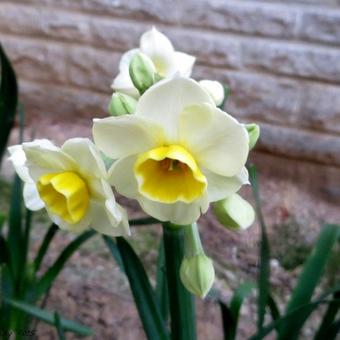 Narcissus tazetta 'Avalanche'