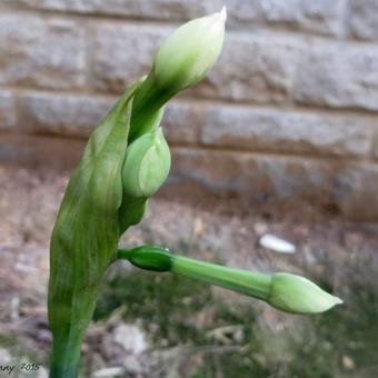 Narcissus tazetta 'Avalanche'