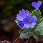 Primula marginata 'Baldock's Purple' - Sleutelbloem