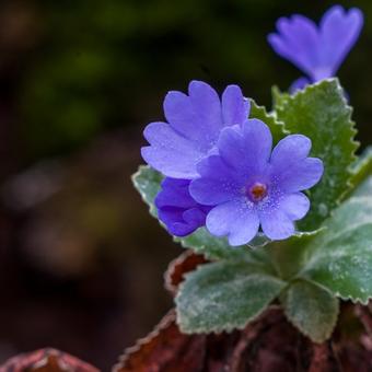 Primula marginata 'Baldock's Purple'