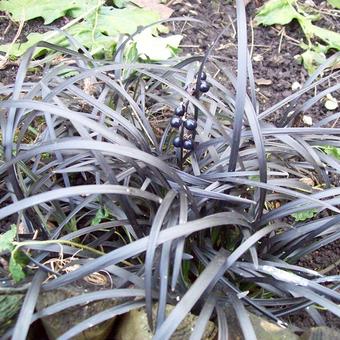 Ophiopogon planiscapus 'Niger