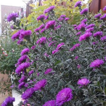 Aster novi-belgii 'Royal Ruby'