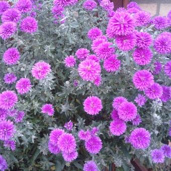 Aster novi-belgii 'Royal Ruby'