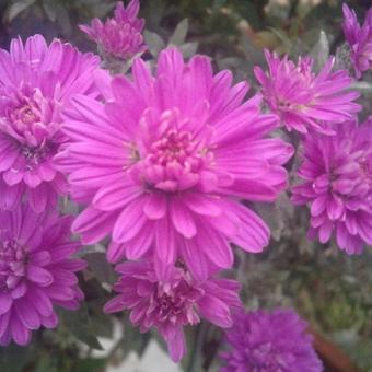 Aster novi-belgii 'Royal Ruby'