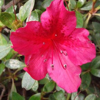 Rhododendron obtusum