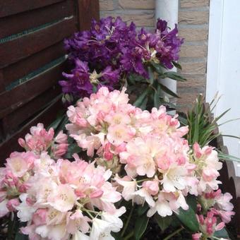 Rhododendron 'Percy Wiseman'