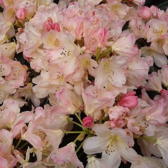 Rhododendron 'Percy Wiseman'