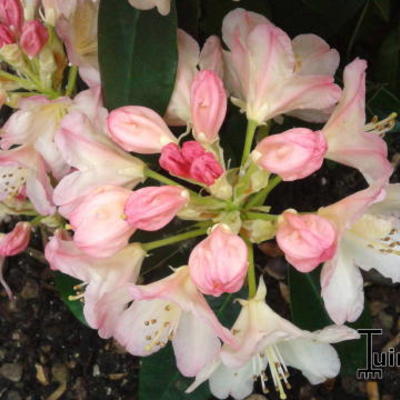 Rododendron - Rhododendron 'Percy Wiseman'