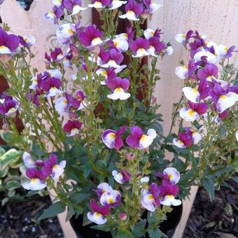 Nemesia strumosa