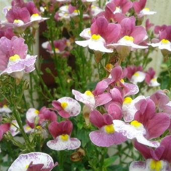 Nemesia strumosa