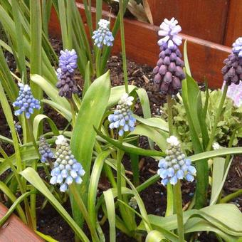 Muscari aucheri 'Mount Hood'