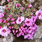 Saxifraga 'Tysoe Splendour' - Steenbreek