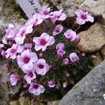 Saxifraga x polulacina 'River Thame' - Steenbreek