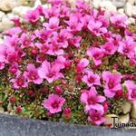 Saxifraga x poluanglica 'Tvuj Uspech' - Steenbreek