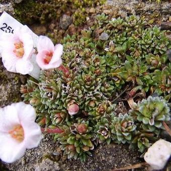 Saxifraga x megaseaeflora 'Ruzyne'