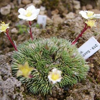 Saxifraga burseriana 'Princess'