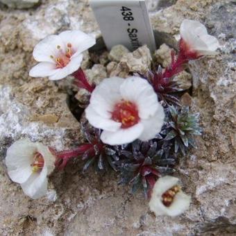 Saxifraga x megaseaeflora 'Prosec'