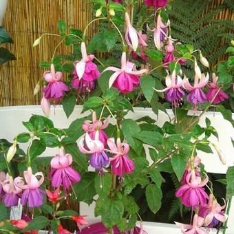 Fuchsia 'Hulshorst Bloei'