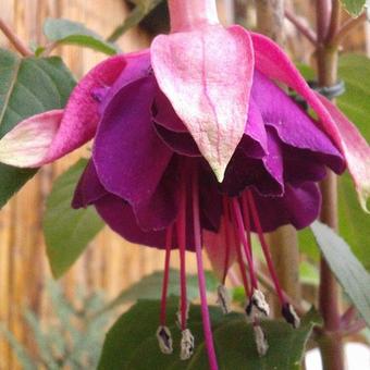 Fuchsia 'Hulshorst Bloei'