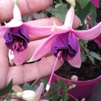 Fuchsia 'Hulshorst Bloei'