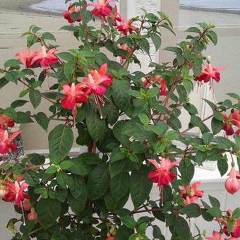 Fuchsia 'Paula Jane'