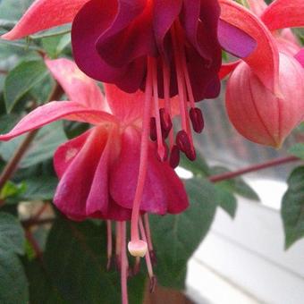 Fuchsia 'Paula Jane'